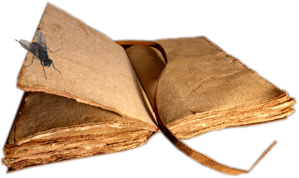 Mosca sobre libro antiguo Mosca leyendo un libro antiguo