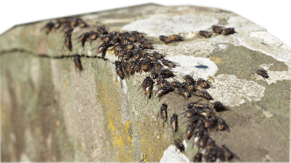 Musca autumnalis Acumulación de moscas sobre un muro