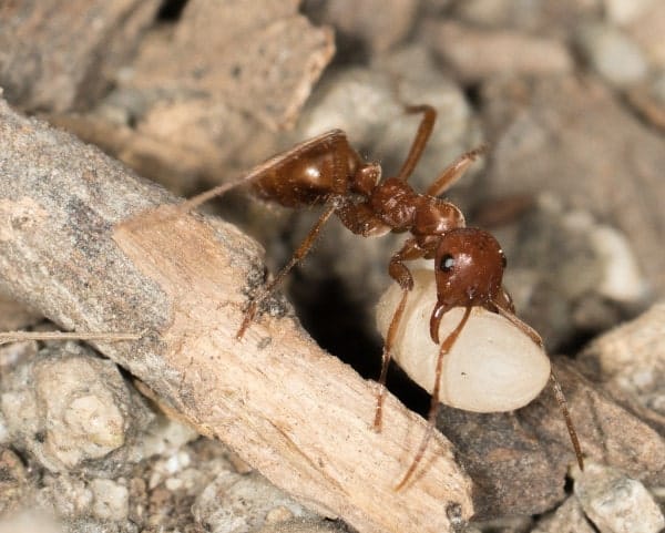 Polyergus vinosus Hormiga Polyergus transportando una pupa robada, para la Carta de una hormiga esclavista