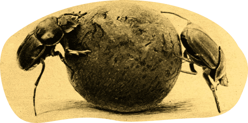 Una bola para dos Scarabaeus sacer Dos escarabajos sagrado empujando una bola