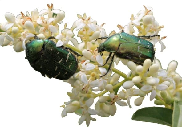 Cetonia aurata Escarabajos Cetonia dorada sobre corimbo