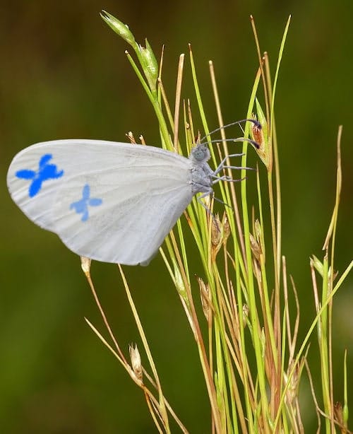 ¿Una mariposa? 2 Mariposa con violetas en las alas posado sobre juncos