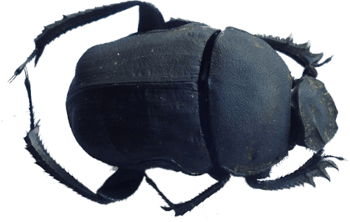 Gymnopleurus mopsus Escarabajo Gymnopleurus pelotero