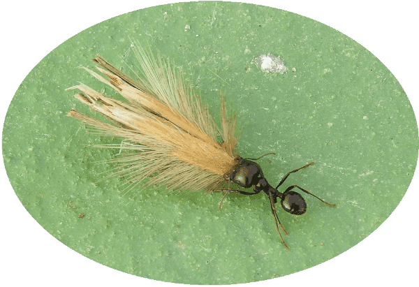 Hormiga Messor barbarus Hormiga Messor barbarus acarreando espiga