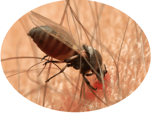 Mosca Simuliidae Primer plano de mosca Simuliidae picando a humano
