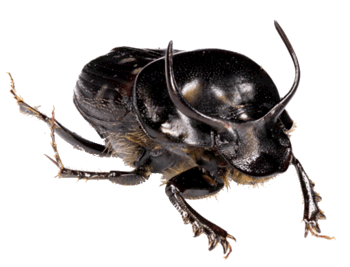 Onthophagus taurus Escarabajo Onthophagus taurus