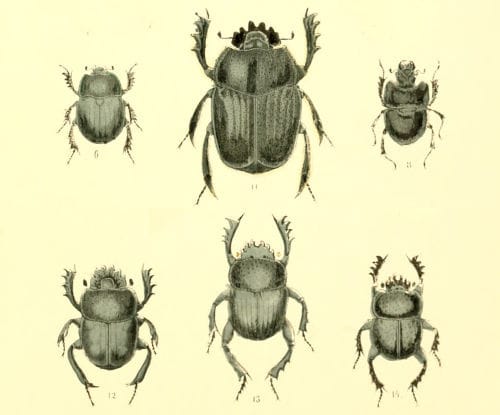 Escarabajos peloteros Escarabajo sagrado (Scarabaeus sacer), entre otros escarabajos peloteros