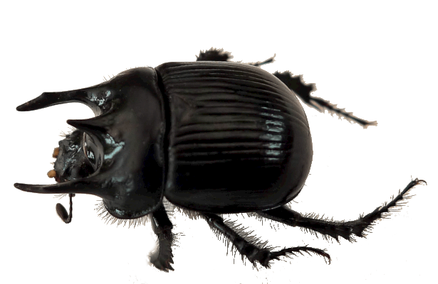 Typhaeus typhoeus Escarabajo minotauro
