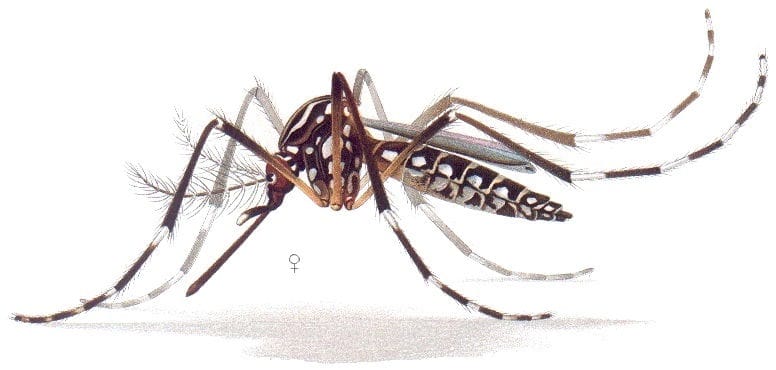 Aedes aegypti Ilustración en color del mosquito Aedes aegypti