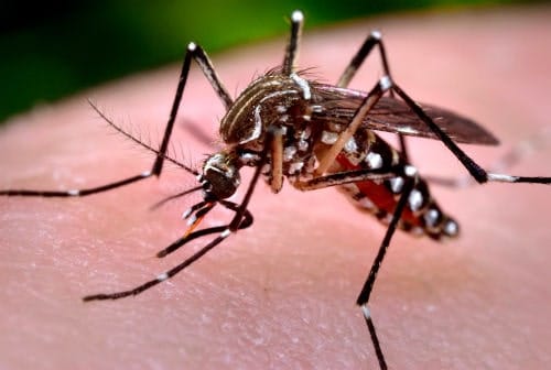 Mosquito Aedes aegypti Mosquito Aedes aegypti sobre piel humana