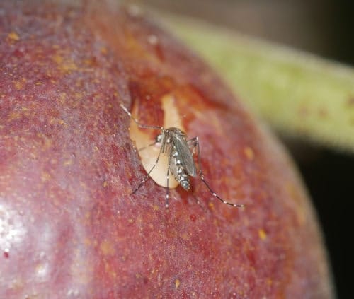 Aedes taeniorhynchus Mosquito Aedes taeniorhynchus alimentándose en una manzana