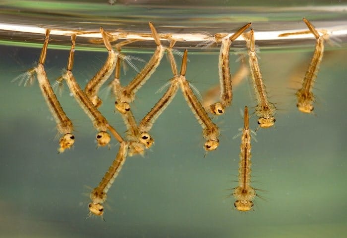 Larvas de mosquito Culex Larvas de mosquito Culex