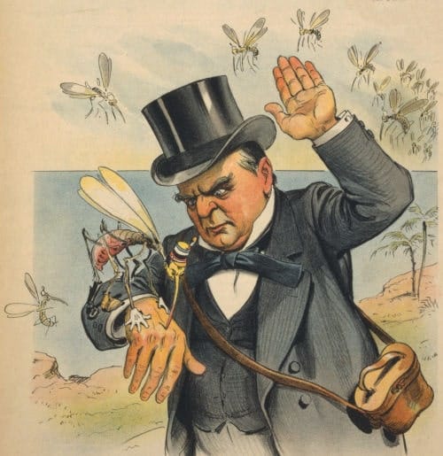 Hit him hard! President McKinley Glándula del veneno del mosquito