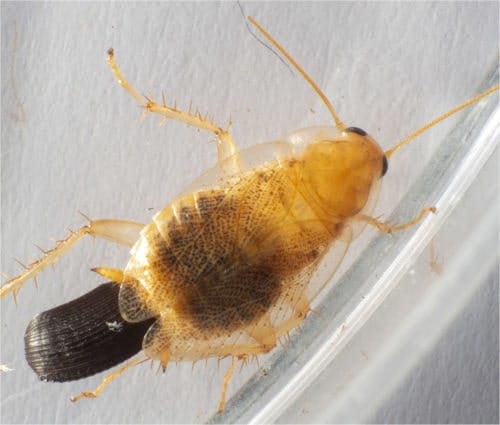 Planuncus tingitanus con ooteca Planuncus tingitanus con ooteca