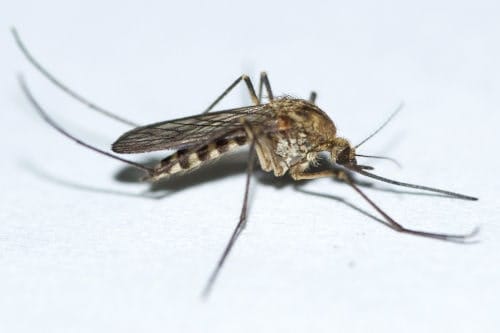 Aedes communis Mosquito Aedes communis