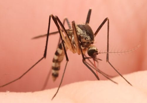 Aedes triseratius Aedes triseratius empezando a picar