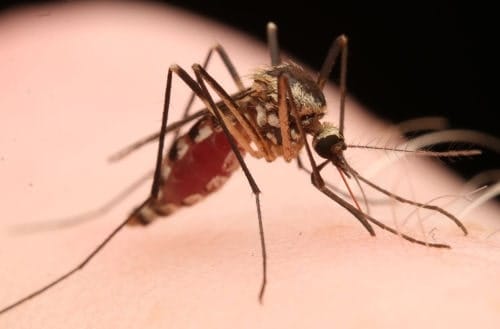 Aedes triseratius Aedes triseratius empezando a llenarse de sangre