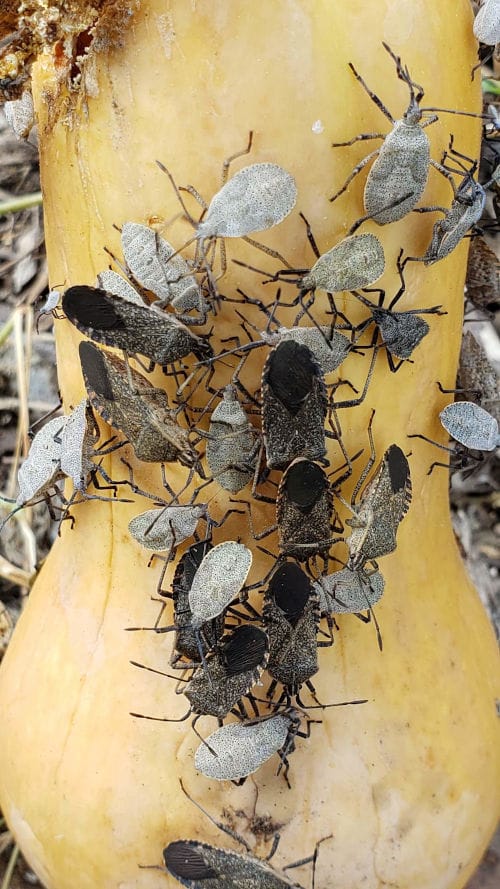 Anasa tristis Chinche de la calabaza (Anasa tristis)