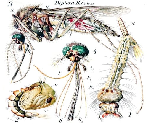 Anatomía de un mosquito Anatomía de un mosquito, extraída de Zoologischen Wandtafeln, gezeichnet und herausgegeben, de Paul Pfurtscheller, para un artículo de Leland Ossian Howard