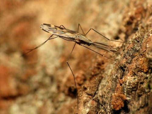 Anopheles punctipennis Mosquito Anopheles punctipennis