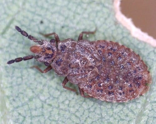 Aradus cinnamomeus Chinche Aradus cinnamomeus