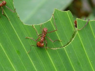 Atta cephalotes Hormiga Atta cephalotes destrozando hojas