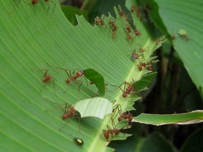 Ectatomma tuberculatum Ectatomma tuberculatum con un membrácido
