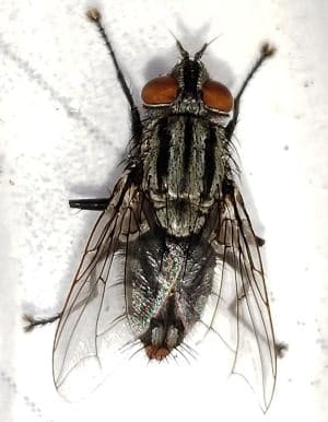 Blaesoxipha Mosca del género Blaesoxipha