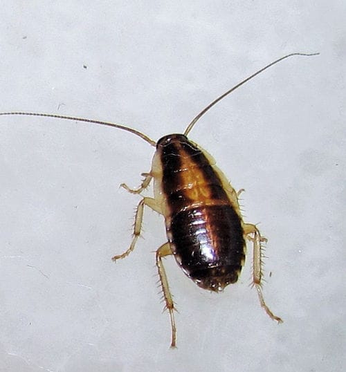 Blattella germanica joven Blattella germanica joven