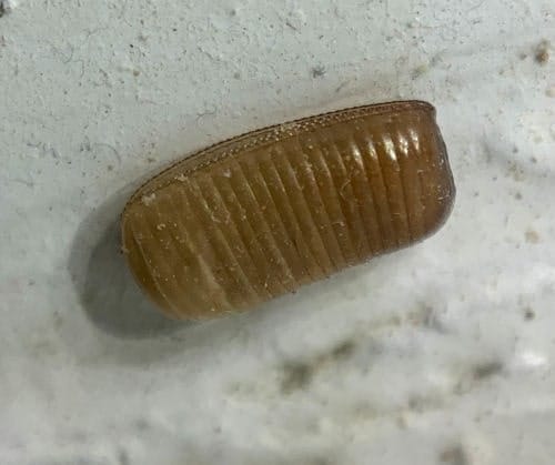 Blattella germanica Ooteca de Blattella germanica