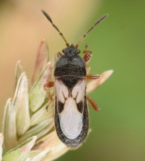 Blissus leucopterus Chinche de las camas (Blissus leucopterus)