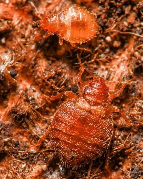 Chinche de las golondrinas (Cimex hirundinis) Chinche de las golondrinas (Cimex hirundinis)