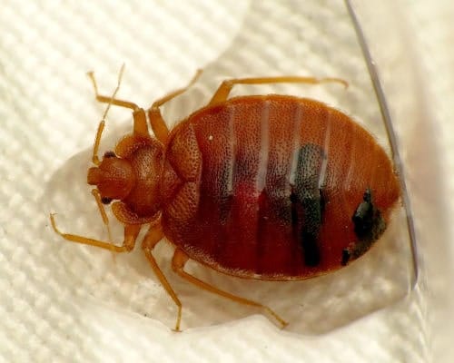 Cimex lectularius Chinche de las camas (Cimex lectularius)