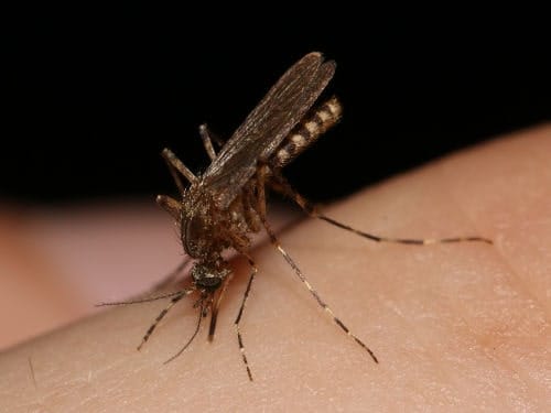 Coquillettidia perturbans Mosquito Coquillettidia perturbans