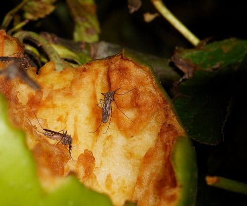 Culex pervigilans comiendo manzana Mosquito Culex pervigilans comiendo manzana