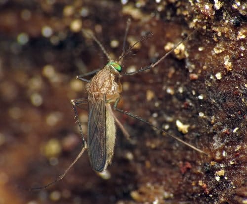 Culex pipiens Mosquito Culex pipiens