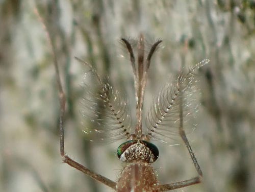 Antenas del macho Culex quinquefasciatus Antenas del macho Culex quinquefasciatus