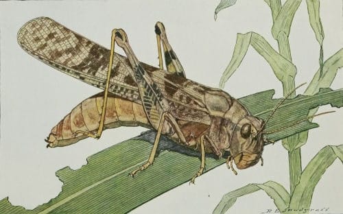 Dissosteira carolina Lámina en color con Dissosteira Carolina, en Insects: their Ways and Means of Living (by Robert Evans Snodgrass)