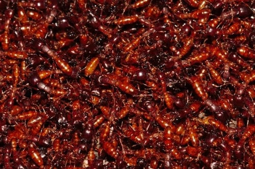 Dorylus helvolus Masa de hormigas Dorylus helvolus, para Las hormigas como insectos dominantes