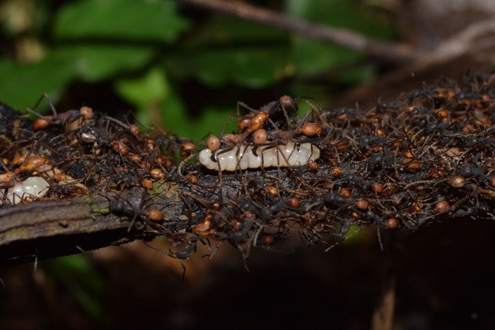 Eciton burchellii Hormiga Eciton burchellii (Marabunta)