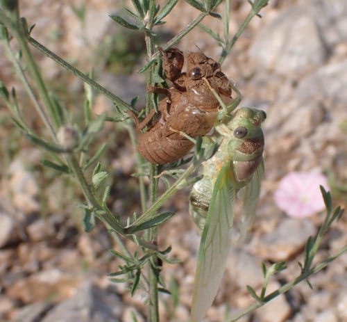 Lyristes plebejus Cigarra Lyristes plebejus recién emergida