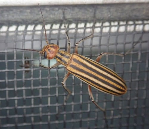 Epicauta vittata Cantárida Epicauta vittata