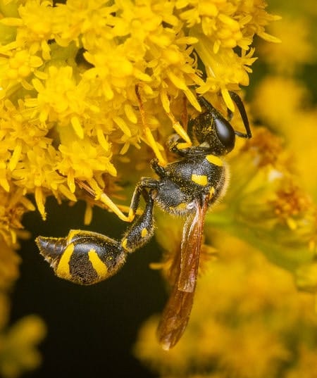 Eumenes coronatus Eumenes coronatus sobre flor