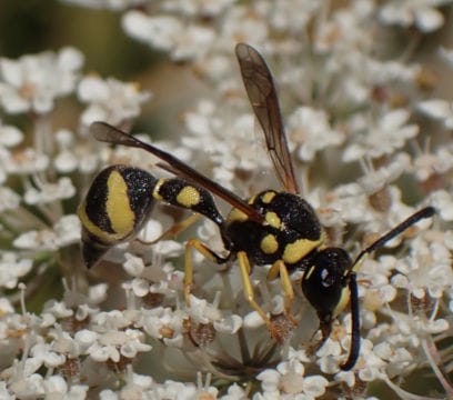 Eumenes pomiformis Eumenes pomiformis sobre ramillete de flores