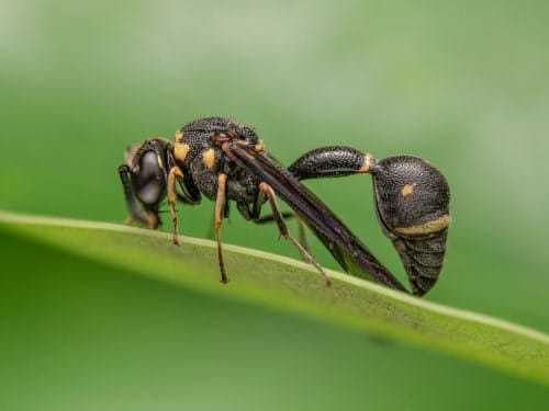 Eumenes punctatus Eumenes punctatus sobre una hoja