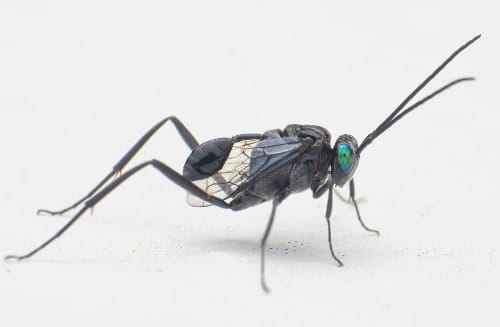 Evania appendigaster Evania appendigaster