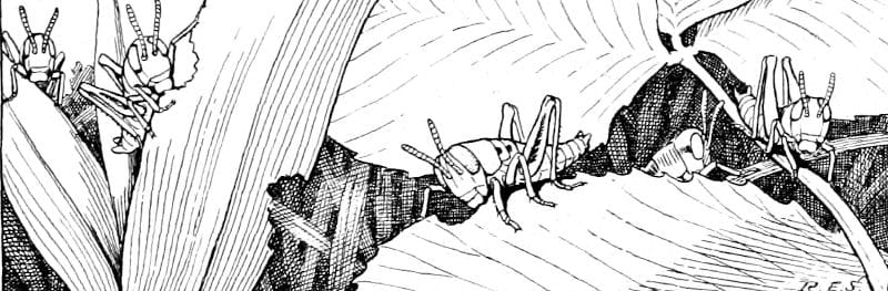 El saltamontes (por R. E. Snodgrass) 2 Jóvenes saltamontes