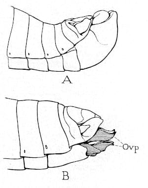 El saltamontes (por R. E. Snodgrass) 3 Partes terminales de los cuerpos de un saltamontes macho y hembra