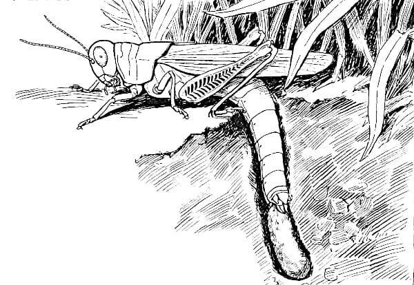 El saltamontes (por R. E. Snodgrass) 4 Una hembra saltamontes depositando una cápsula de huevos en un agujero