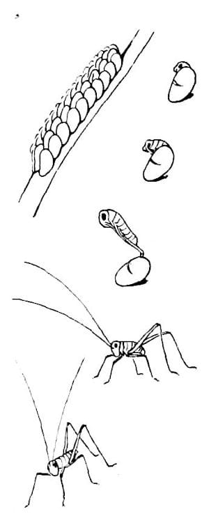 El saltamontes (por R. E. Snodgrass) 8 Huevos de una especie de catídido adheridos a una rama